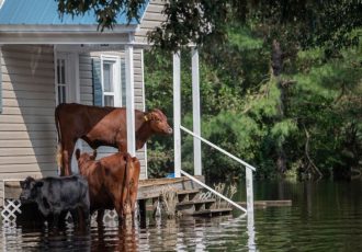 flood-insurance