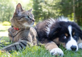 pet-insurance